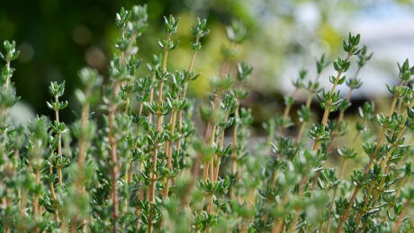 Thyme,Or,Thymus,Vulgaris,-,Perennial,Herb,With,Tiny,Aromatic