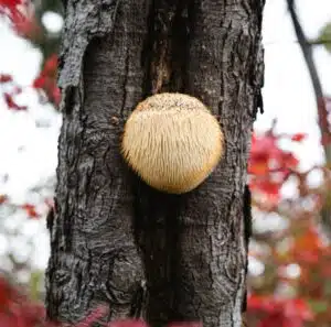 Lions Mane