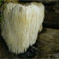 Lions Mane – High Beta-glucans Mushroom Powder