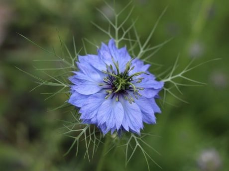 love-in-a-mist-g0c4b8b871_640