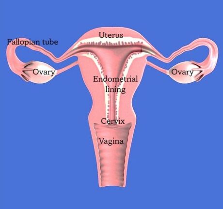 Uterus. Menstrual cycle