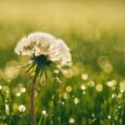 Dandelion for breath test