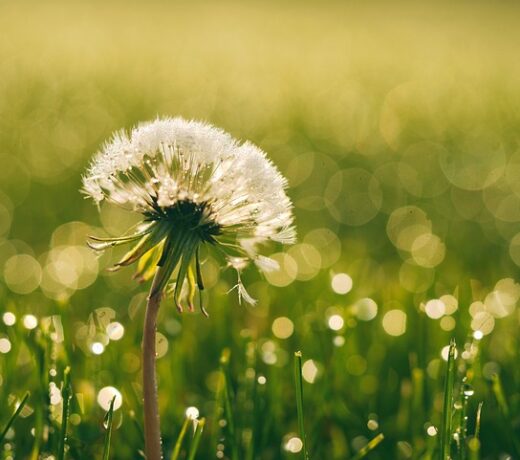 Dandelion for breath test