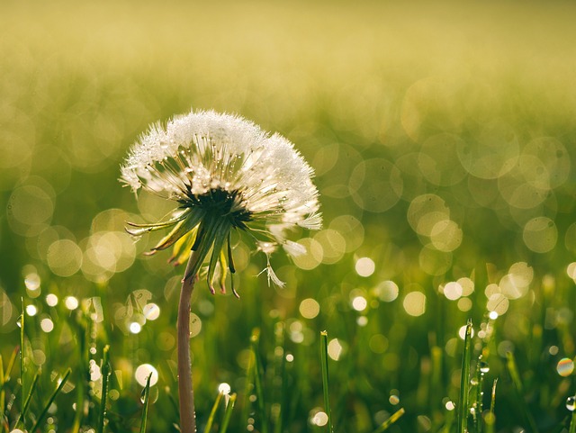 Dandelion for breath test